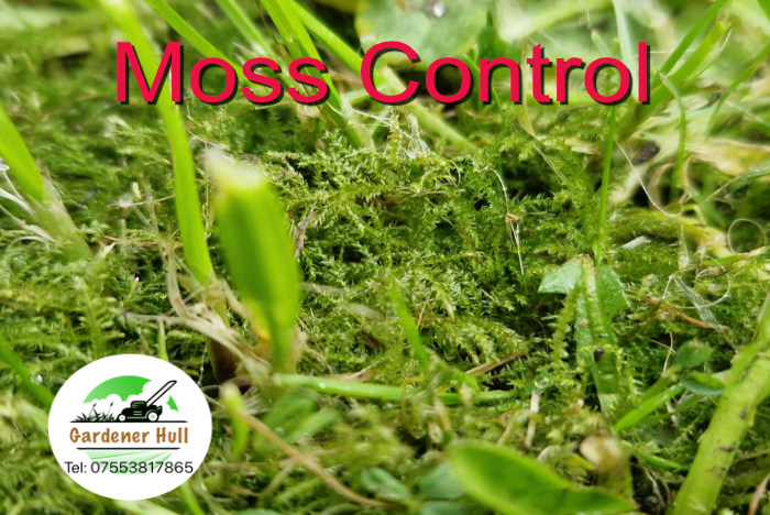 Moss control on your lawn. 