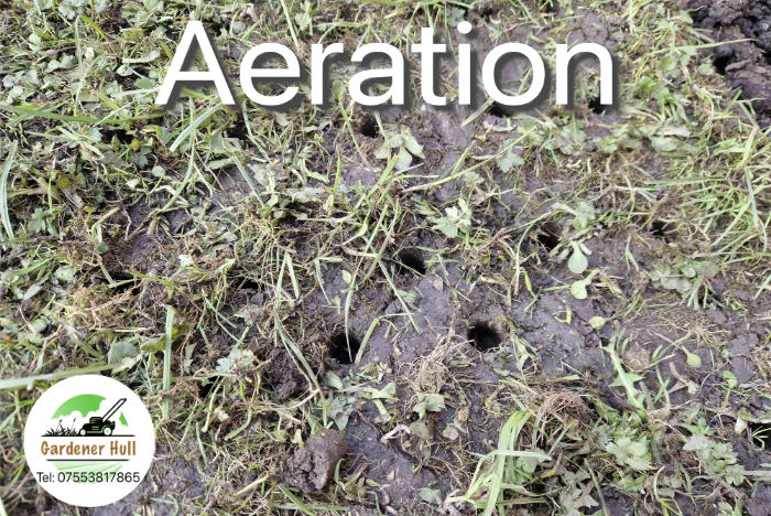 Aearting your lawn
