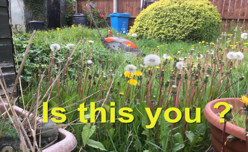 overgrown long weeds with lawnmower in distance.
